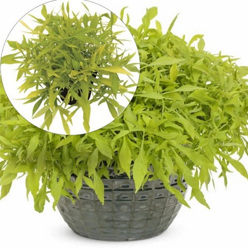 Ipomoea batatas 'Illusion Emerald Lace' - Ilubataat 'Illusion Emerald Lace' P9/0,55L